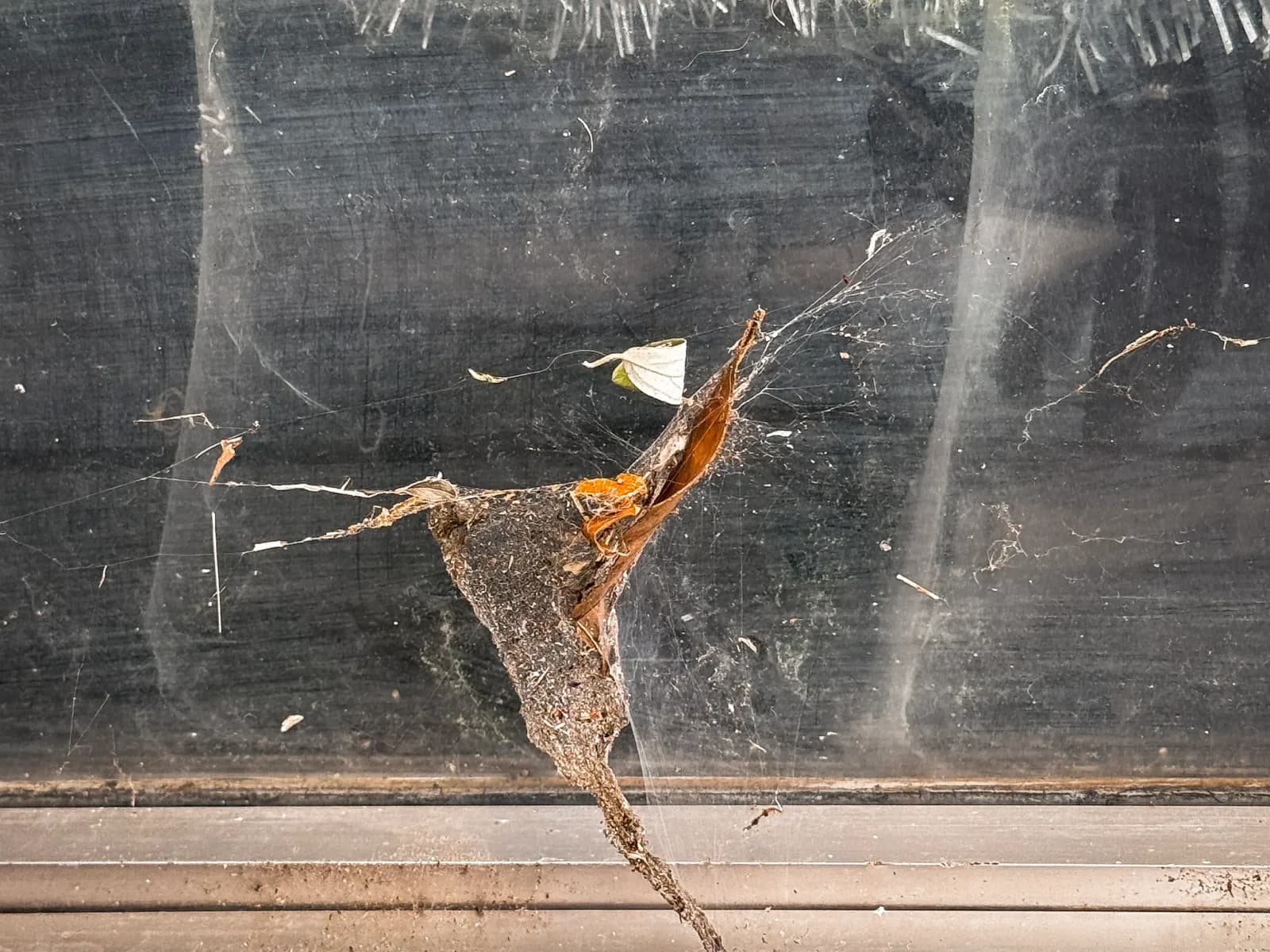 Arapresque