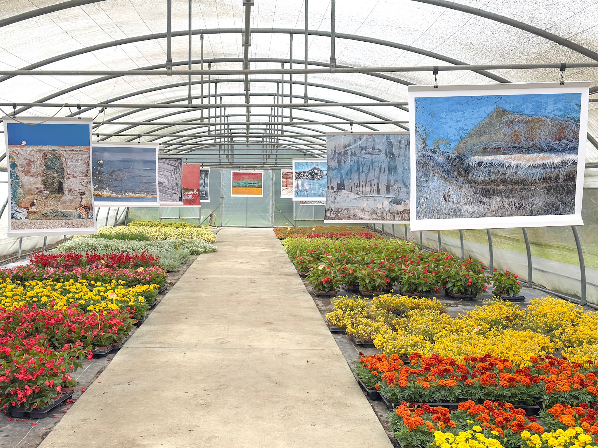 Tirages suspendus sous une serre horticole, au-dessus des massifs de fleurs
